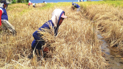 Brown Planthopper Pest Attacks Rice Plants