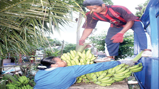 Pengepul-pisang-di-Desa-Kecamatan-Gambiran-memilah-pisang-yang-dibeli-dari-warga-untuk-dijual-ke-Bali,-kemarin