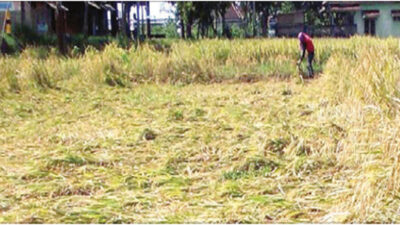 Rain, Rice Plant Collapse