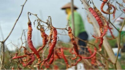 Red Chillies Left Rotting on Trees