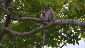 Monkeys Disturb Watudodol Tourist Visitors