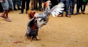 Polisi Gerebek Sabung Ayam di Muncar