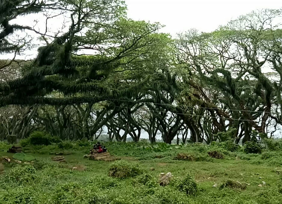 Hutan di Banyuwangi yang Seperti di Film Lord Of The Rings