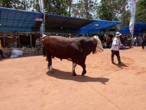 Let's shop for sacrificial animals at the Banyuwangi Cattle Market Festival