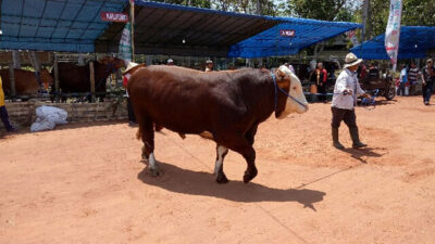 Ayo Belanja Hewan Kurban di Banyuwangi Cattle Market Festival