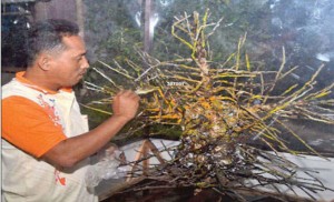 Magic Manggar Coconut Becomes a replica of Kalpataru