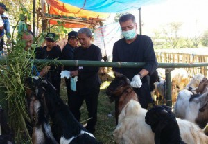 Ensure Adequacy of Sacrificial Animals, Banyuwangi Regency Government Inspects Sacrificial Animal Sellers