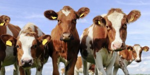Sacrificial Cattle Sales Decline