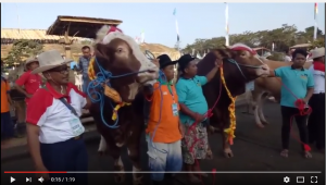 VIDEO Meriahnya Banyuwangi Cattle Market Festival 2017