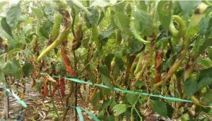Dozens of hectares of chili are attacked by termites