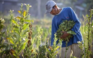 Puluhan Hektare Tanaman Tembakau Gagal Panen
