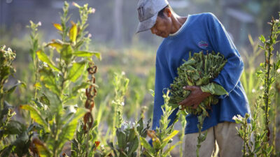 Tens of hectares of tobacco crops fail