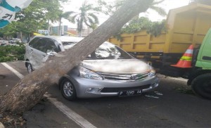 Strong winds, Pohon Trembesi Roboh Timpa Mobil