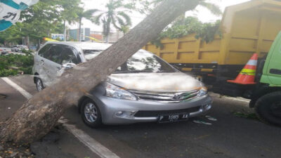 Strong winds, Pohon Trembesi Roboh Timpa Mobil