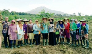 Bupati Anas Panen Kentang Bersama Petani di Lereng Gunung Ijen