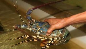 Lobster Disappears in Grajagan Waters