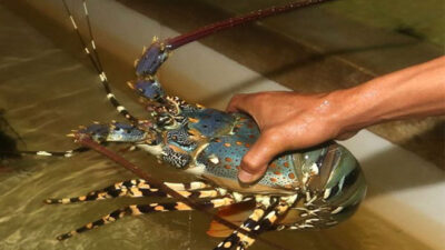 Lobster Menghilang di Perairan Grajagan