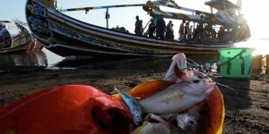 Tangkapan Ikan Sepi, Nelayan Grajagan Hijrah ke Muncar
