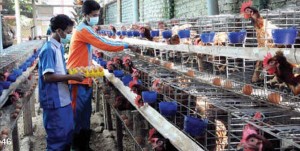 Kenalkan Dunia Usaha, Siswa Diajak Beternak Ayam