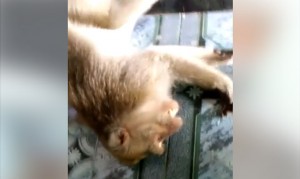 Dor! Seekor Monyet Penyerang Warga Muncar Ditembak Mati