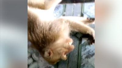 Dor! Seekor Monyet Penyerang Warga Muncar Ditembak Mati