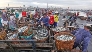 Catch Abundant, Fishermen Muncar Happy
