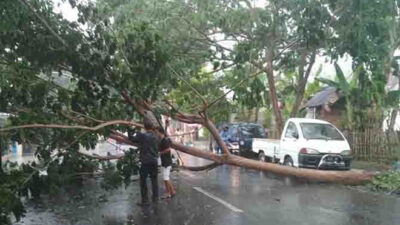 Fallen Trembesi Tree, Jalan MH Thamrin Macet