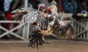 Polisi Gerebek Arena Sabung Ayam di Genteng