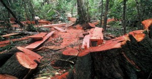 Tanah Ambles, HIPPA Protes Penebangan Pohon