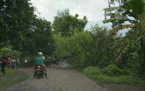 Pohon Asam Tumbang Putuskan Jalur Dua Kecamatan