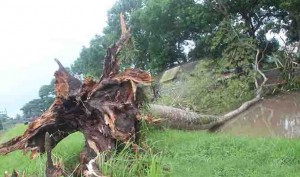 Pohon Sengon Tumbang Hancurkan Warung Makan