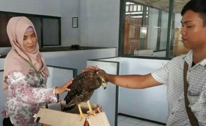 Balai Besar KSDA Amankan Burung Elang dari Warga