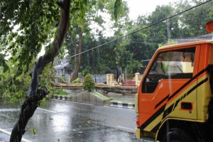 Hujan Deras, Pohon Tumbang dan Jalan Tergenang di Banyuwangi
