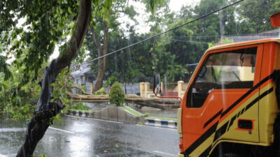 Hujan Deras, Pohon Tumbang dan Jalan Tergenang di Banyuwangi