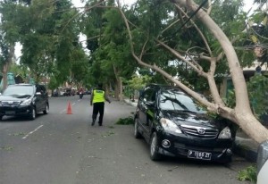 Dihantam Angin, Beberapa Pohon Besar Roboh