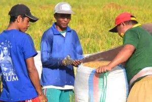 Harga Gabah Naik, Petani di Banyuwangi Semringah