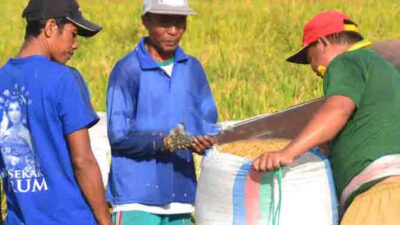 Harga Gabah Naik, Petani di Banyuwangi Semringah