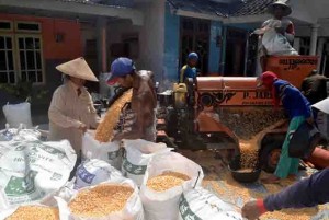 Rising price, Corn Farmers Even Ngaplo