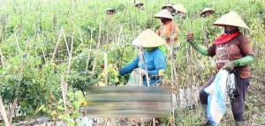 Harga Tomat Terjun Bebas, Petani Merugi