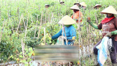 Harga Tomat Terjun Bebas, Petani Merugi