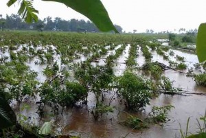 Hujan Sebelas Jam, Jembatan Putus, 10 Ha Tanaman Terendam