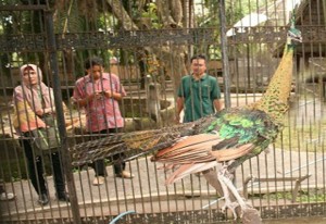 Merak Hijau Ditemukan Warga di Kebun Sengon