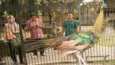 Green Peacock Found by Residents in Sengon Gardens