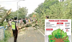 Imbas Pohon Tumbang di Purwoharjo, Arus Lalu Lintas Macet Total