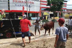 Sapi Limusin Lompat dari Pikap di Sukowidi