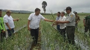 Banyuwangi Diproyeksikan Jadi Sentra Bawang Putih