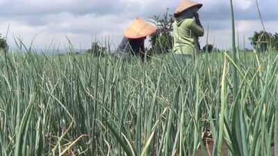 Prices Soar, Shallot Farmers in Banyuwangi Sumringah