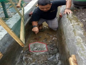 Keren! Warga Banyuwangi Sulap Selokan Jadi Kolam Ikan Lele