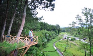 Jelajah Alas Songgon Banyuwangi