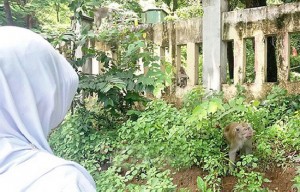 Terbiasa Diberi Makan, Moyet Watudodol Makin Liar